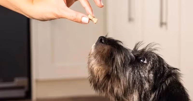Bien vermifuger son chien