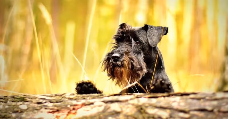 Tique du chien