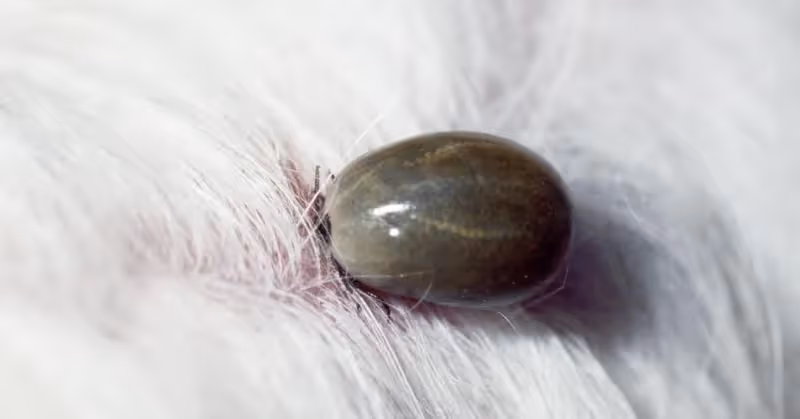 Une tique sur un chien