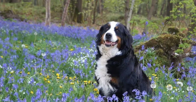 Les tiques chez le chien