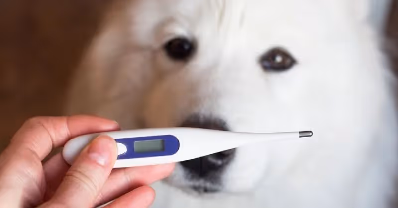 Prendre la température d'un chien