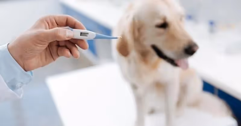 Température du chien