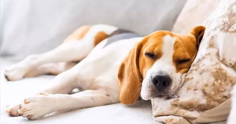 Fièvre chez le chien