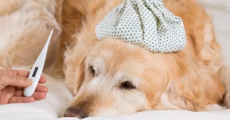 La fièvre chez le chien