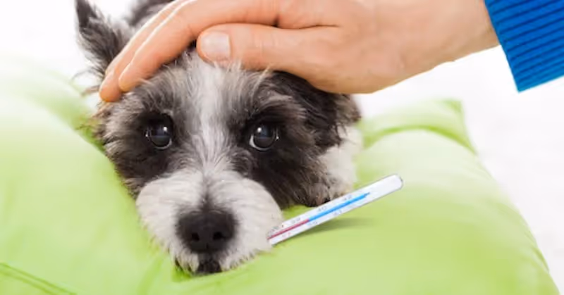Chien avec de la température