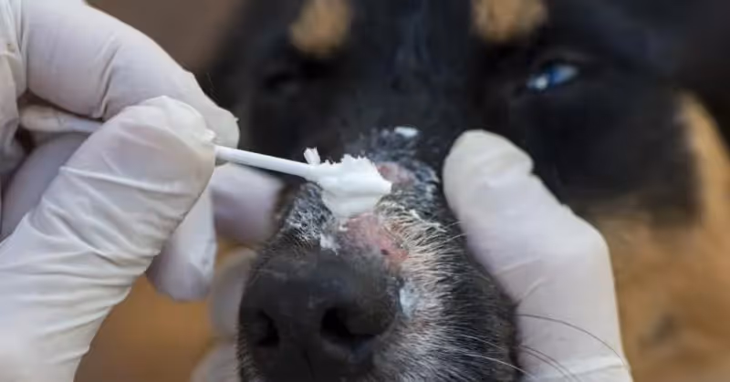La teigne chez le chien