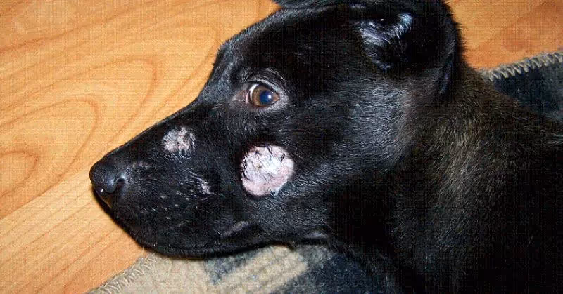 Teigne du chien