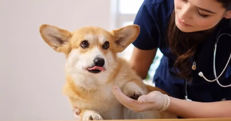 La teigne chez le chien