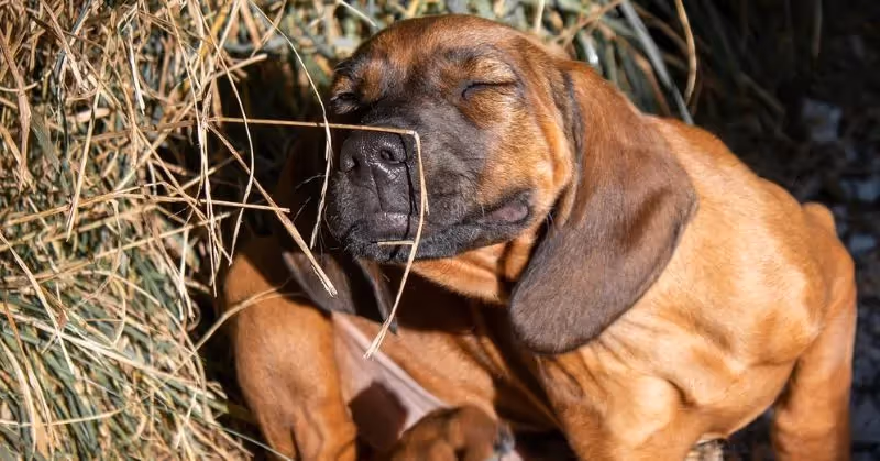 Puces du chien