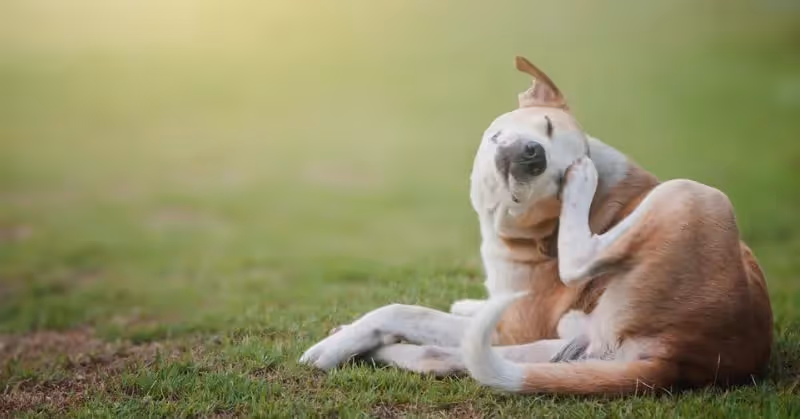 Puces du chien : comment les traiter