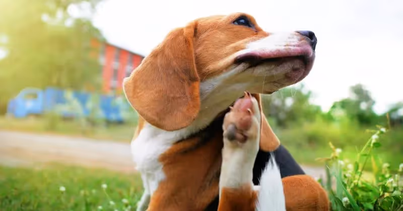 Traiter les puces du chien