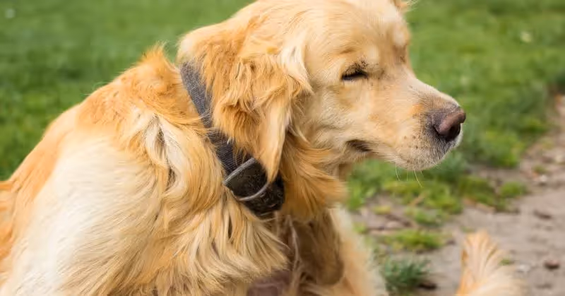 Danger des aoûtats chez le chien