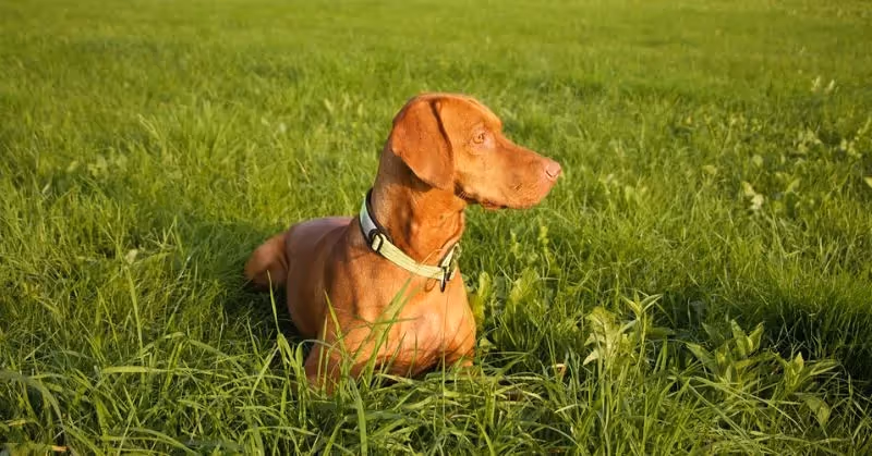 Prévenir les aoûtats chez le chien