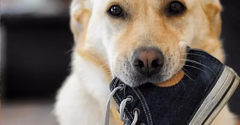 Le pica chez le chien