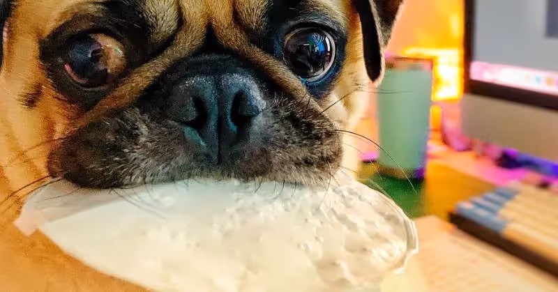 Chien atteint de pica