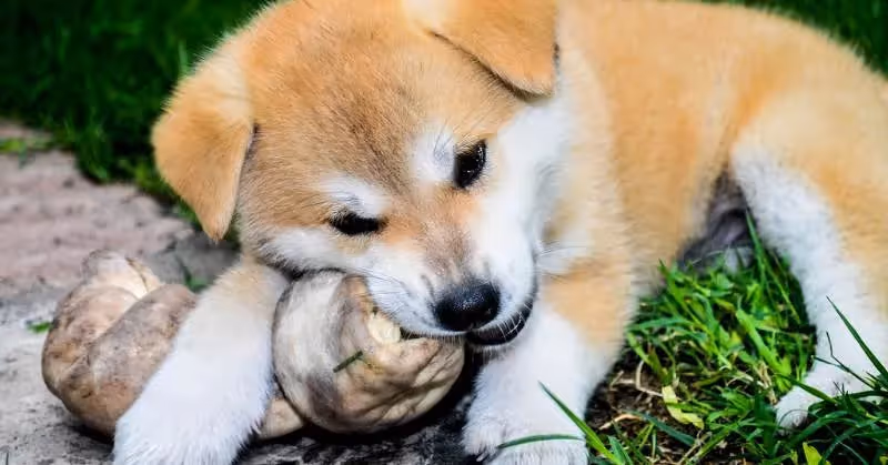 Pica chez le chien