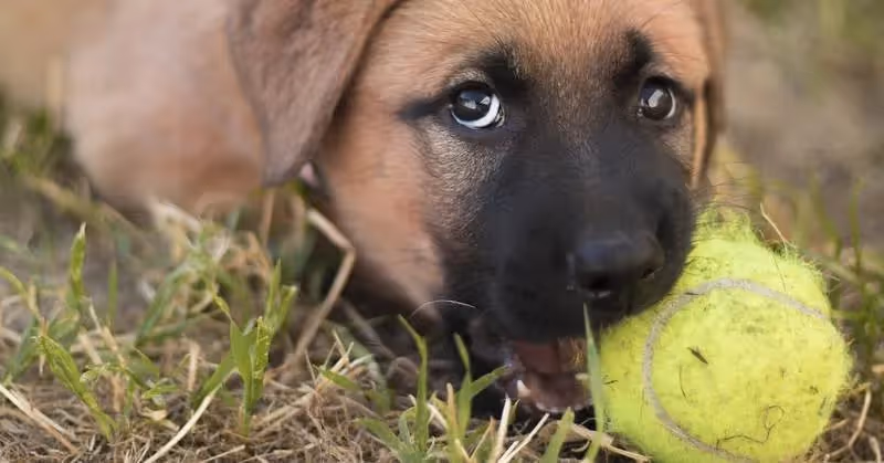 Le chien atteint de pica mange tout