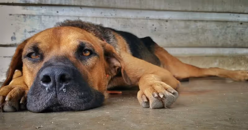 Traitement de la leishmaniose chez le chien