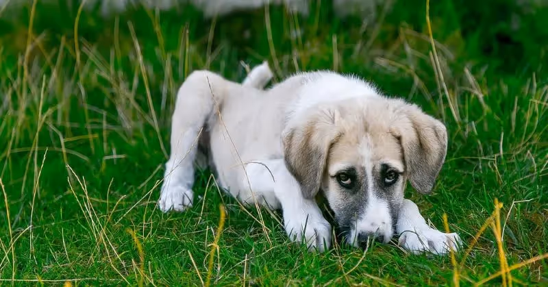 Leishmaniose chez le chien