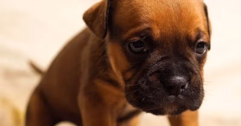 Soigner la leishmaniose chez le chien