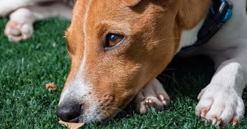 Prévention contre la leishmaniose chez le chien
