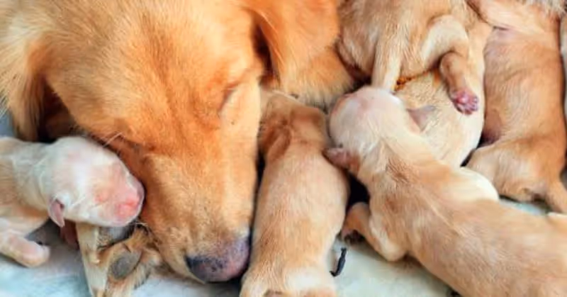 Une chienne après la mise bas