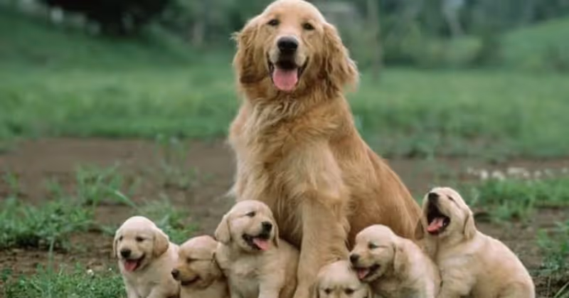 La gestation chez la chienne