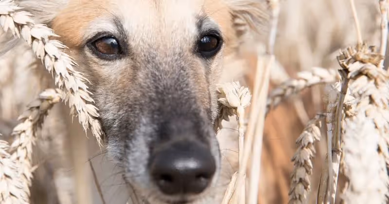 Danger des épillets chez le chien