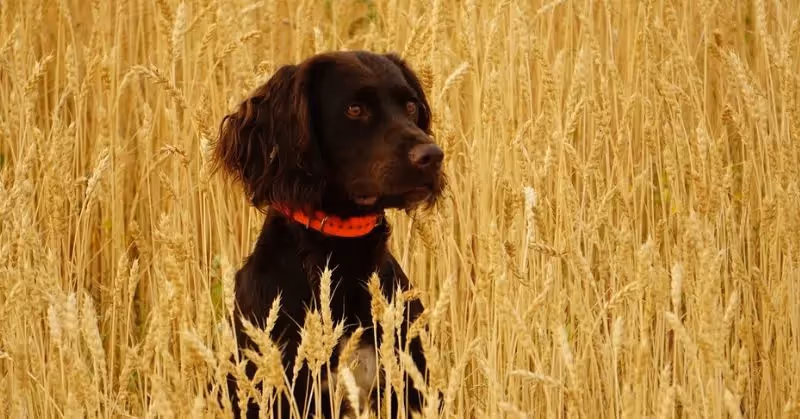 Les dangers des épillets chez le chien