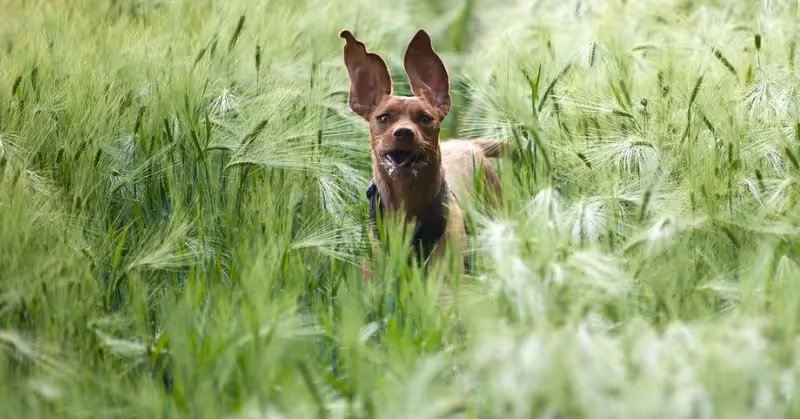 Faire attention aux épillets chez le chien