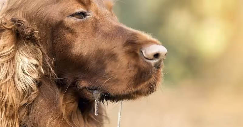 Chien contre chenilles processionnaires