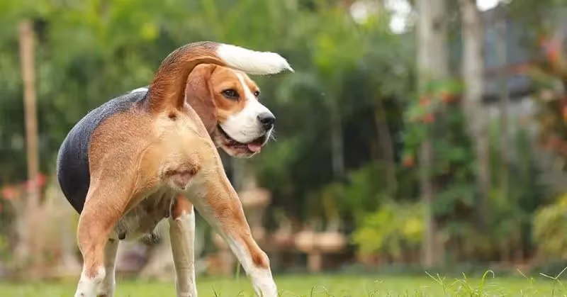 Chaleurs chez la chienne