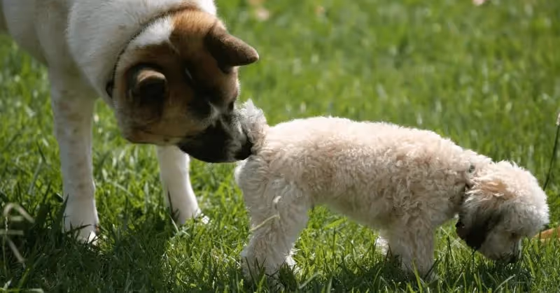 Les chaleurs chez la chienne