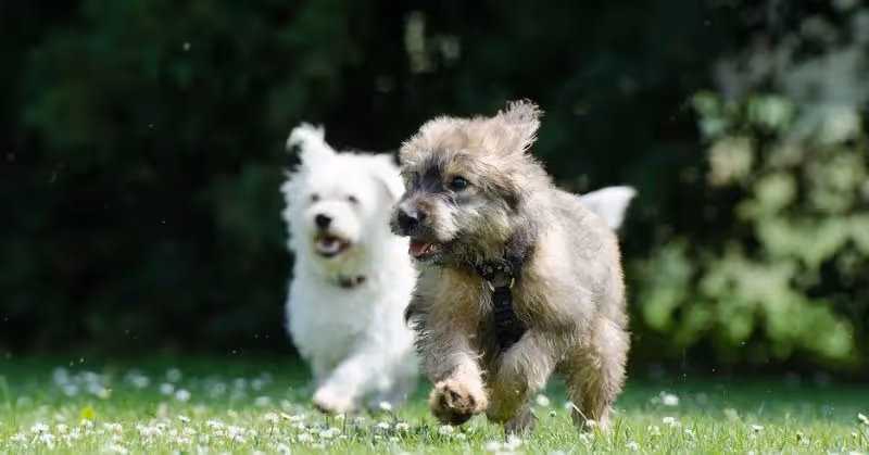 Chienne en chaleur