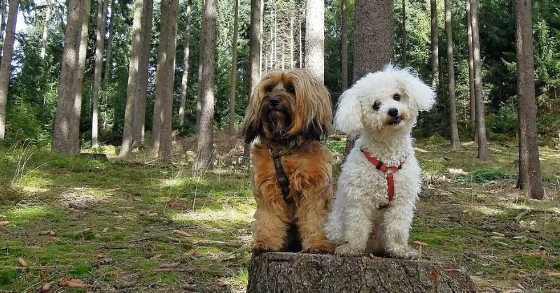 Les chaleurs de la chienne