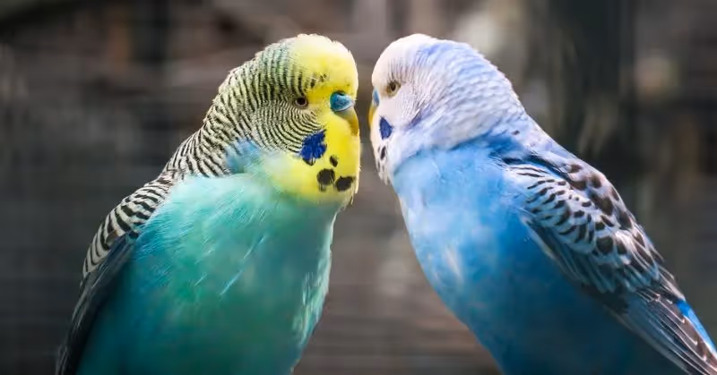 Oiseaux en animalerie