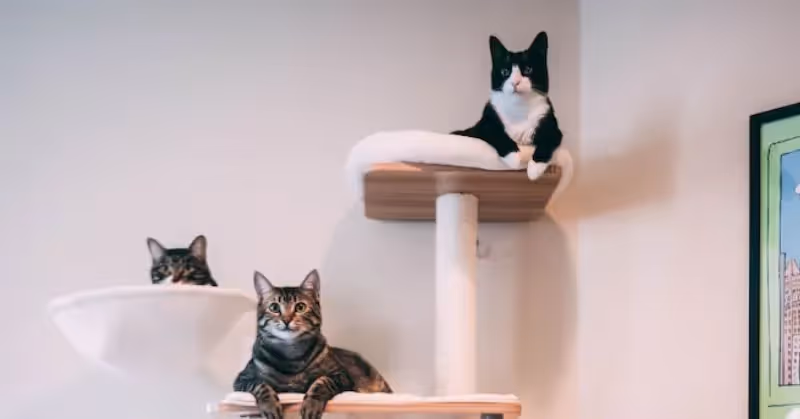 Arbre à chat en animalerie