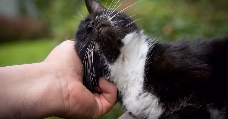 Pet Alert : chat perdu, comment le retrouver