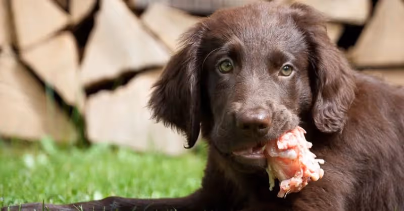 Viande crue pour chien