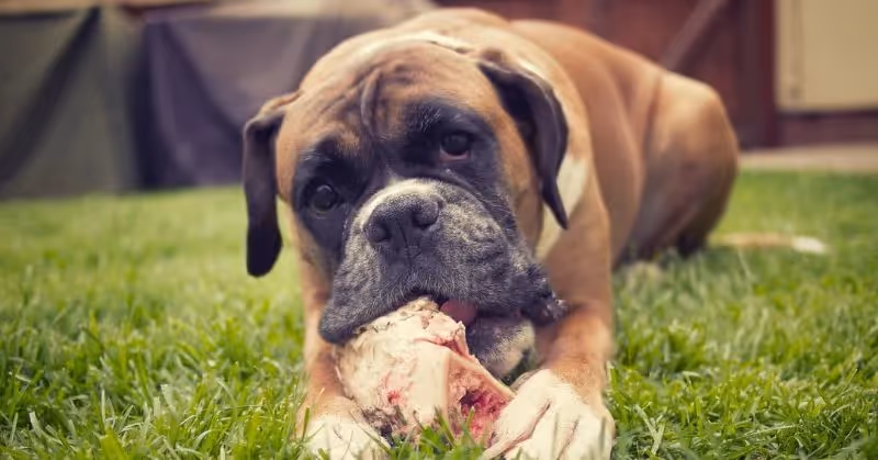Le régime barf pour chien