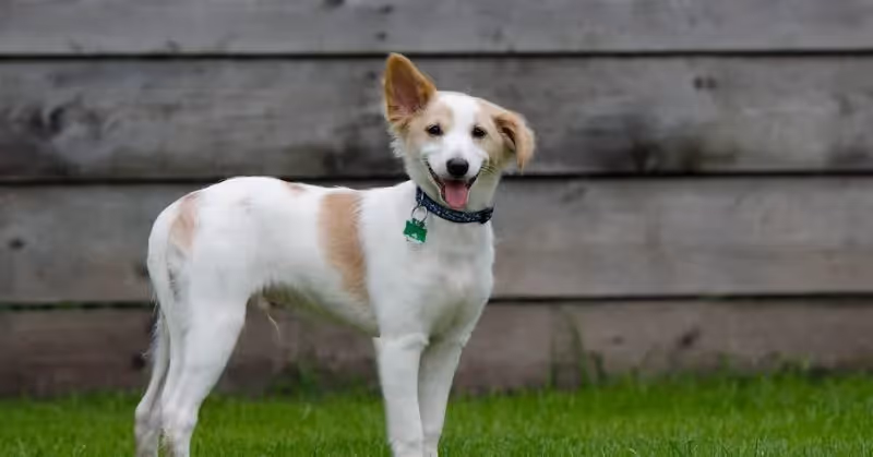 Pension pour chien VS Dog sitting