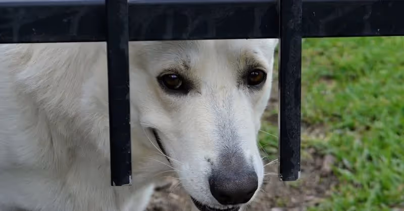 La pension pour chiens