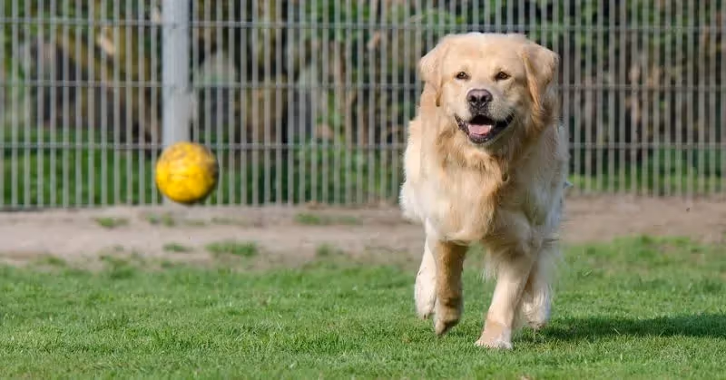 Choisir une pension pour chien