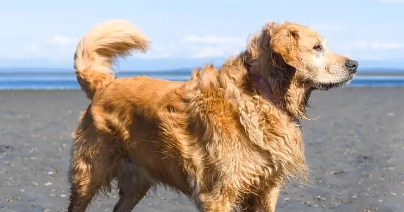 Âge d'un chien Golden Retriever