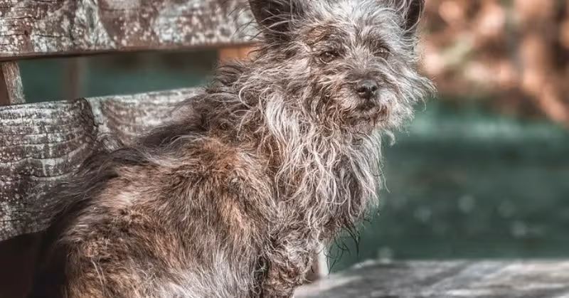 Âge du chien en âge humain