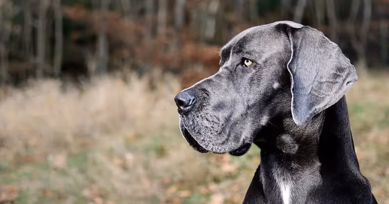 Âge d'un chien Dogue allemand