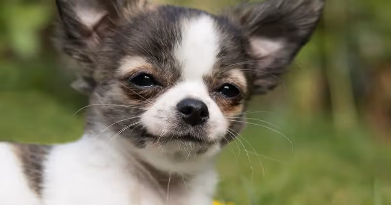 Âge d'un chien chihuahua