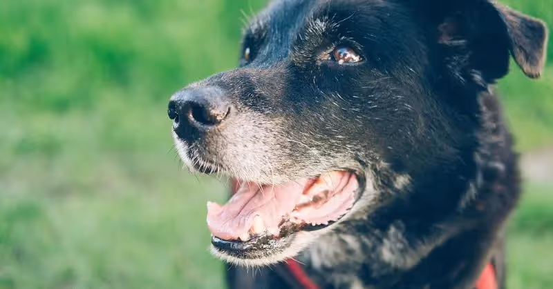 Vieux chien
