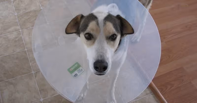 Assurance pour chien