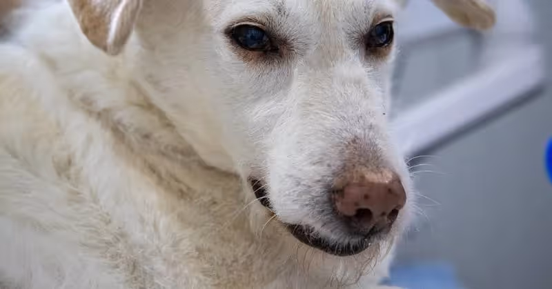 Mutuelle pour chien âgé
